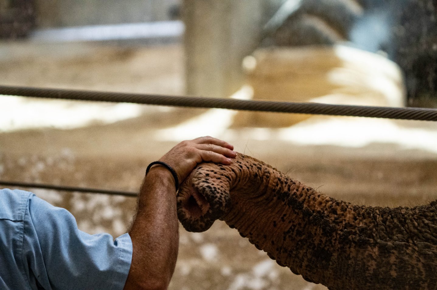 A keeper's hand resting gently on an elephant's trunk