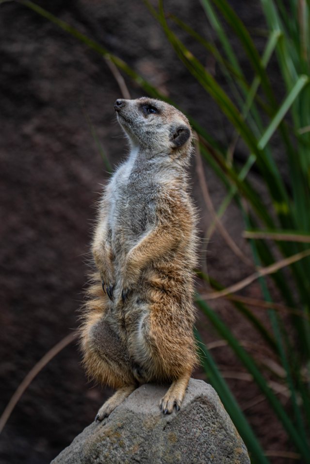 A meerkat standing tall on a rock, looking upward