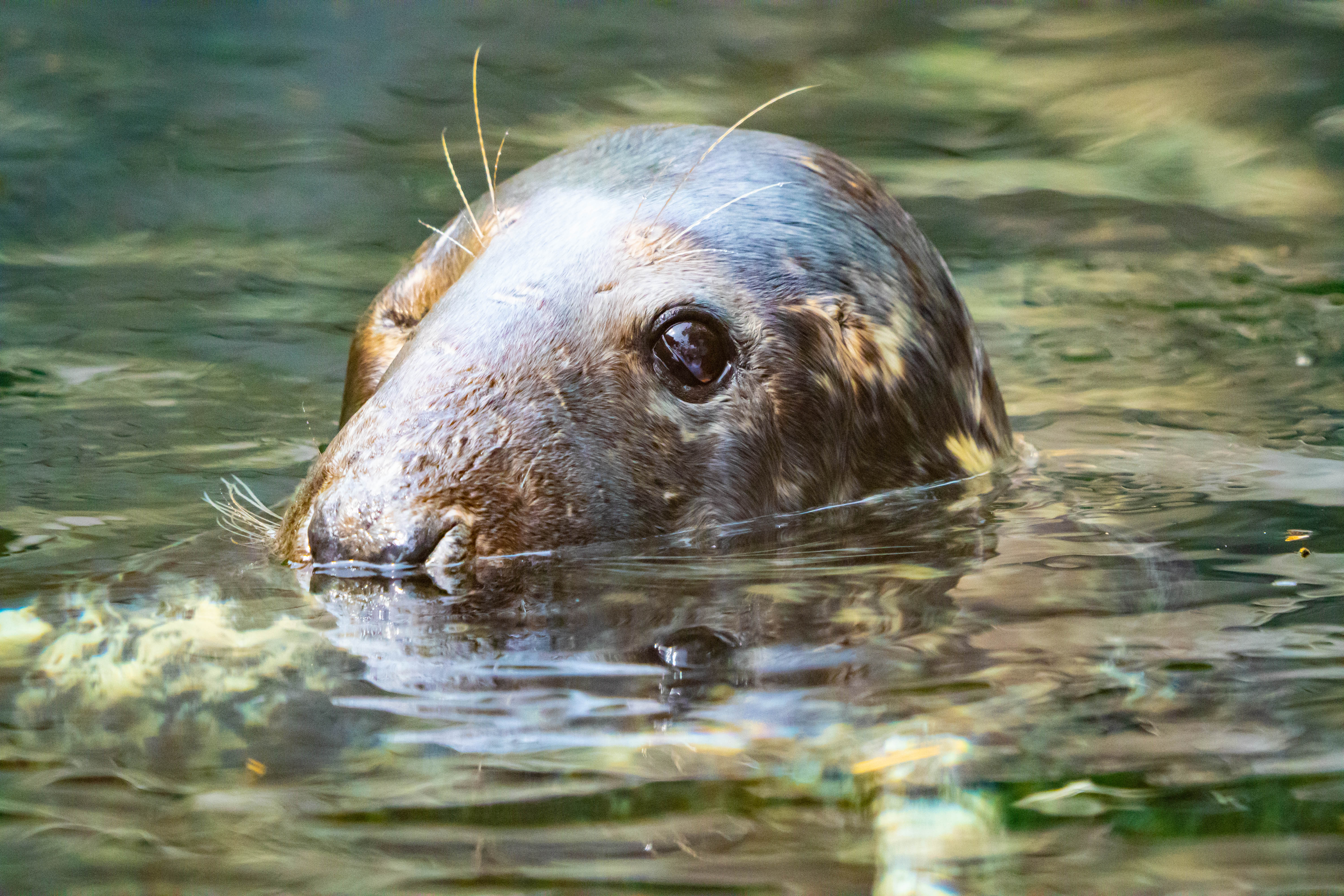 A seal's head breaking the water's surface