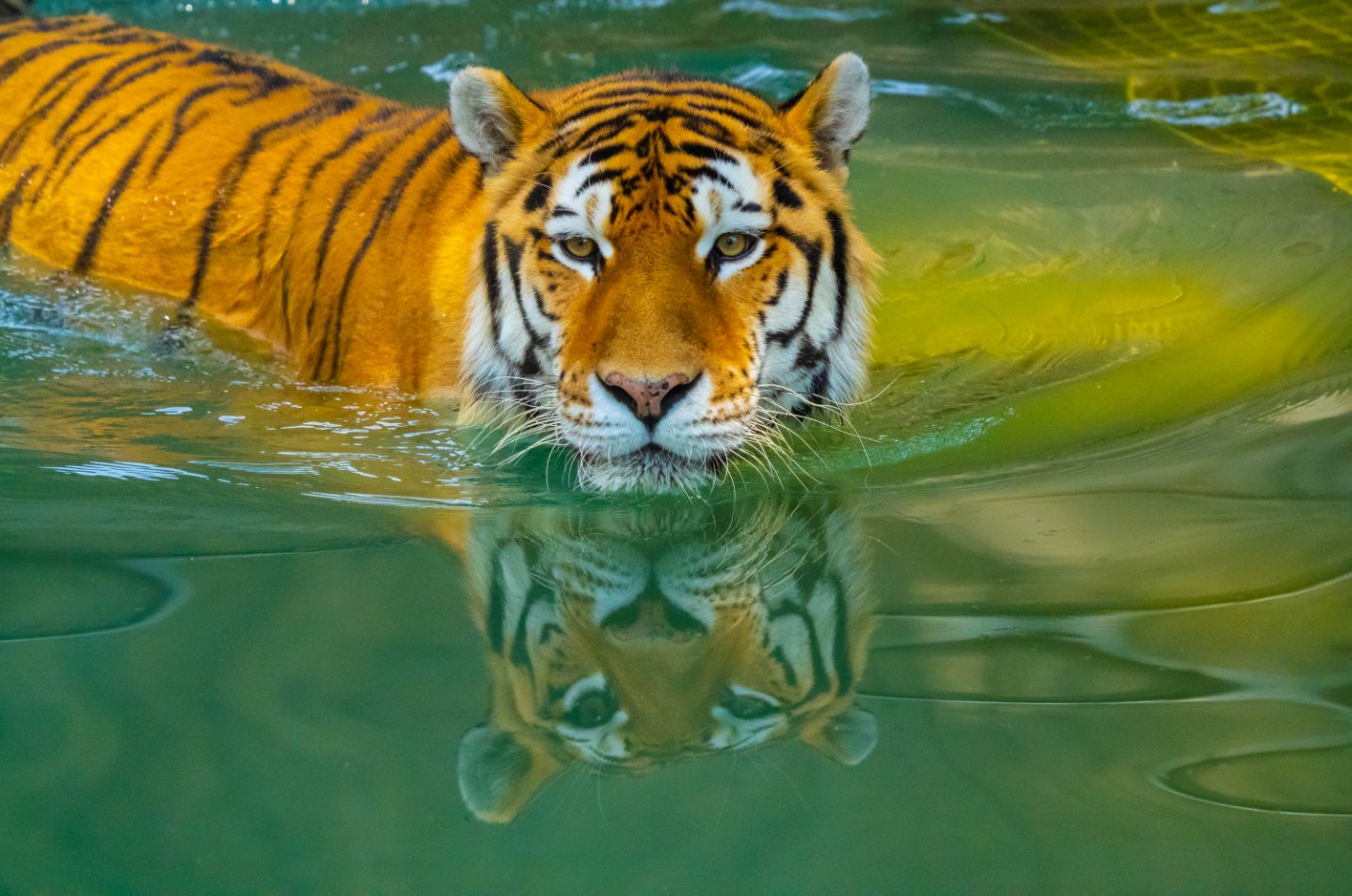 A tiger swimming toward the camera, its face doubled in a green water reflection